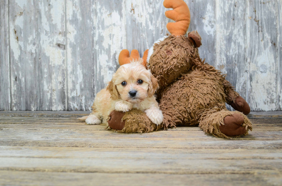 Funny Cavapoo Poodle Mix Pup