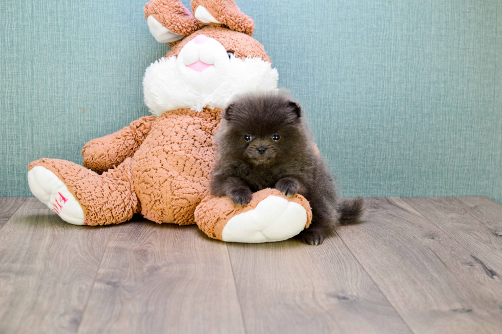 Hypoallergenic Pomeranian Baby