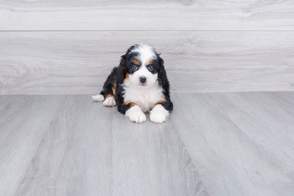 Mini Bernedoodle Puppy for Adoption