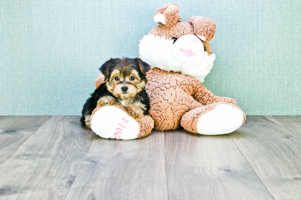 Morkie Pup Being Cute