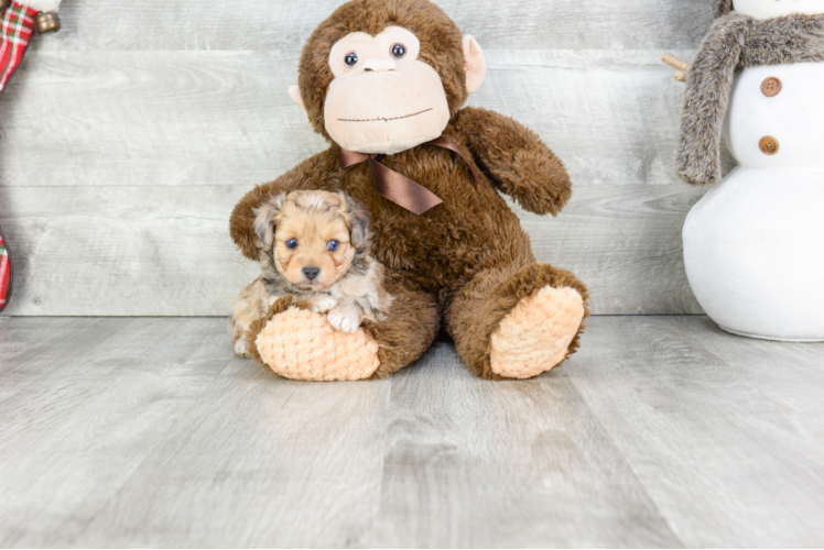 Fluffy Mini Aussiedoodle Poodle Mix Pup