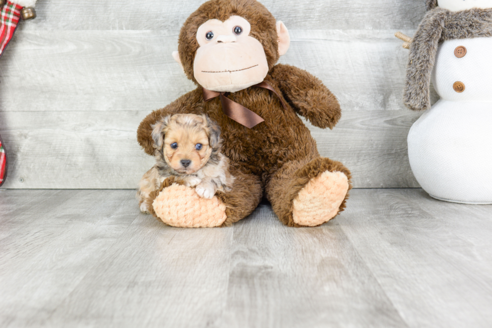 Fluffy Mini Aussiedoodle Poodle Mix Pup