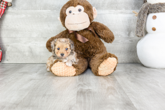 Fluffy Mini Aussiedoodle Poodle Mix Pup