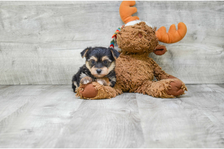 Morkie Puppy for Adoption
