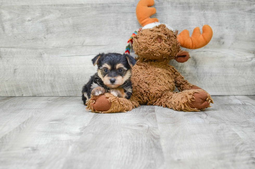 Morkie Puppy for Adoption