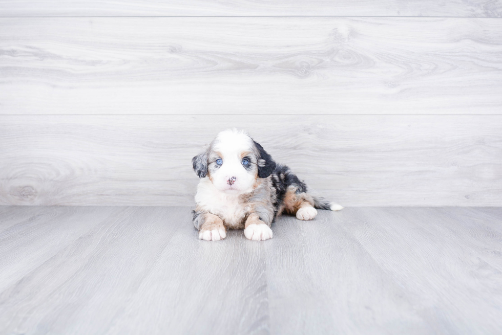 Cute Mini Bernedoodle Baby