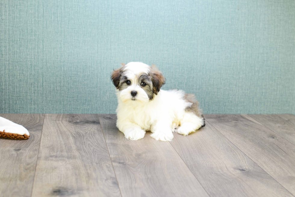 Fluffy Havanese Purebred Puppy