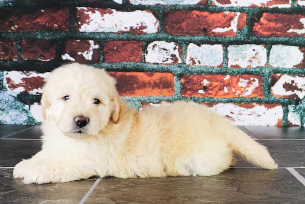 Best Mini Goldendoodle Baby
