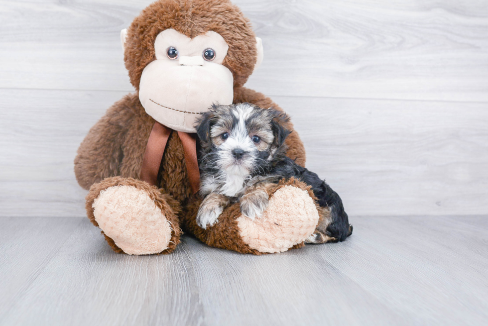 Morkie Puppy for Adoption