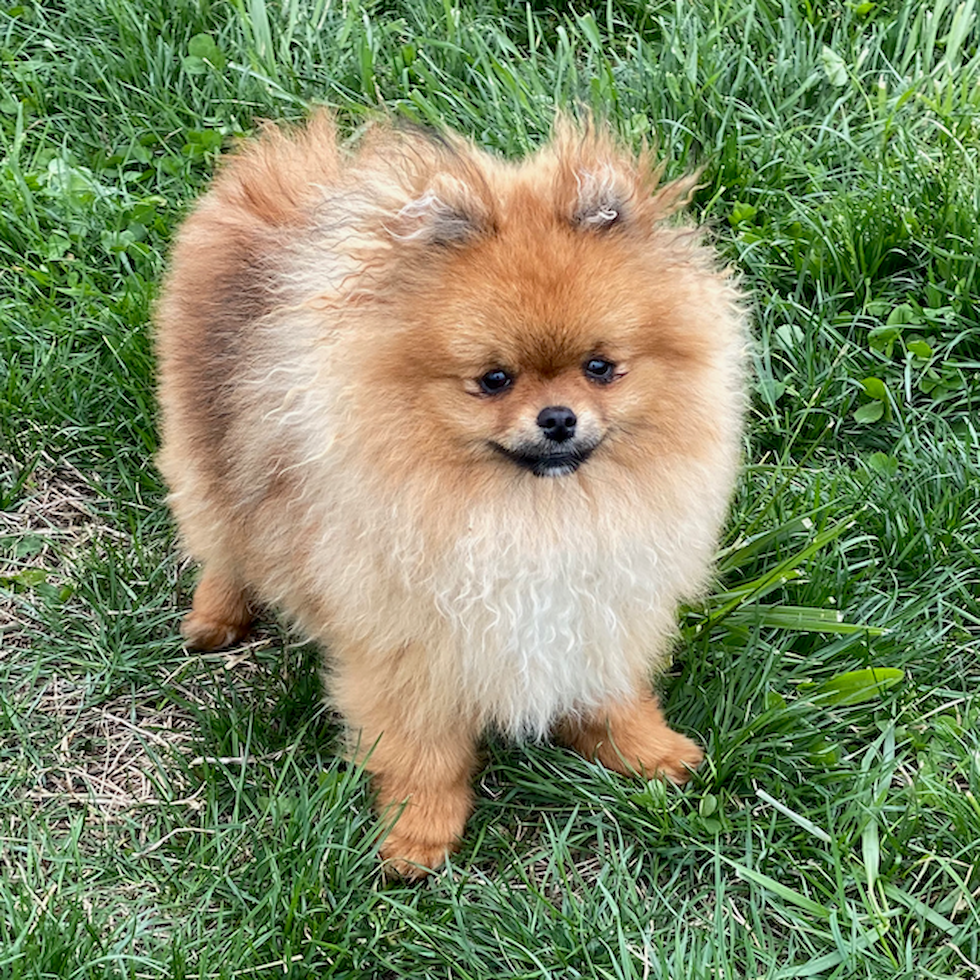 Fluffy Pomeranian Purebred Pup