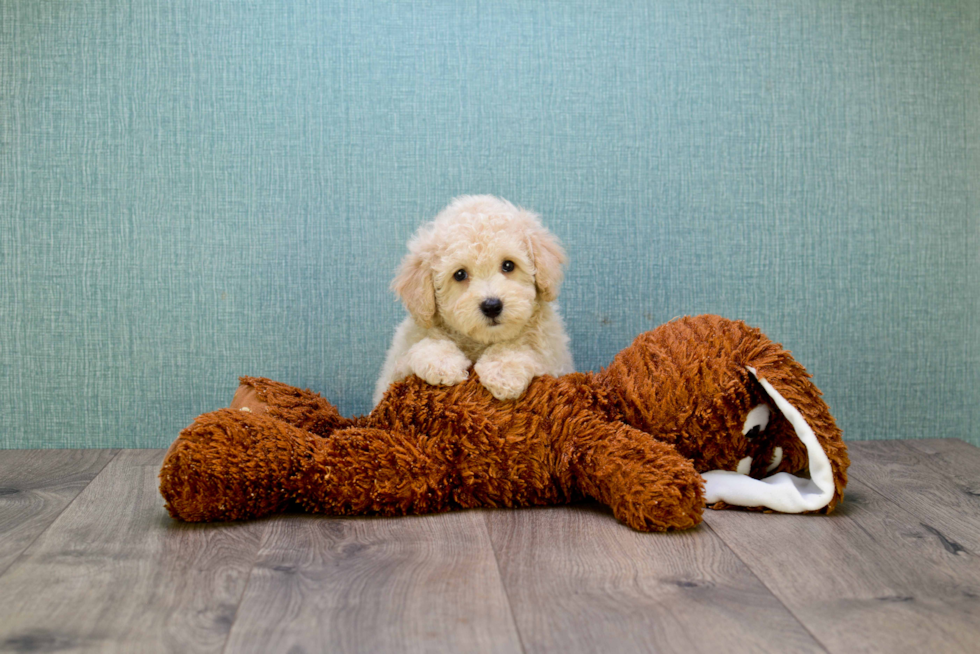 Petite Cavapoo Poodle Mix Pup