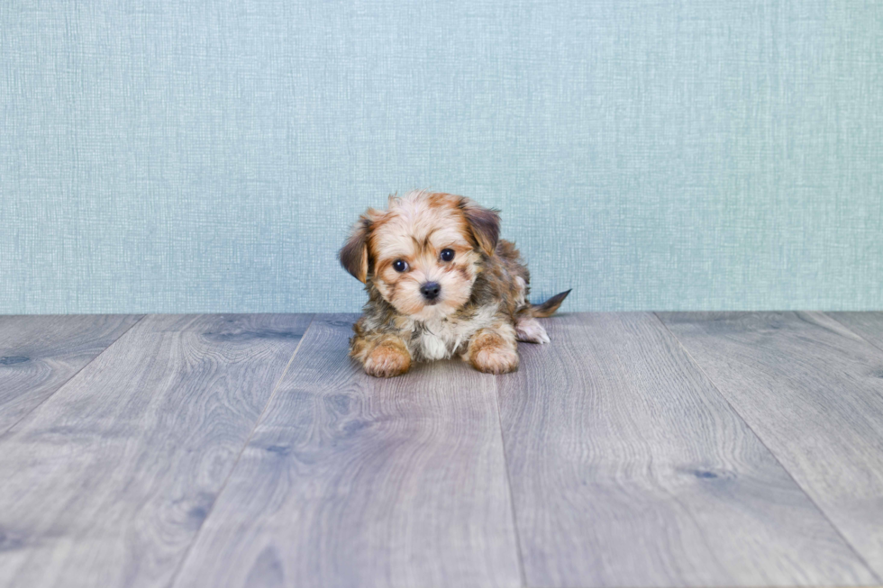 Little Yorkie Designer Puppy