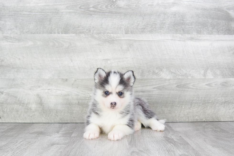 Best Pomsky Baby