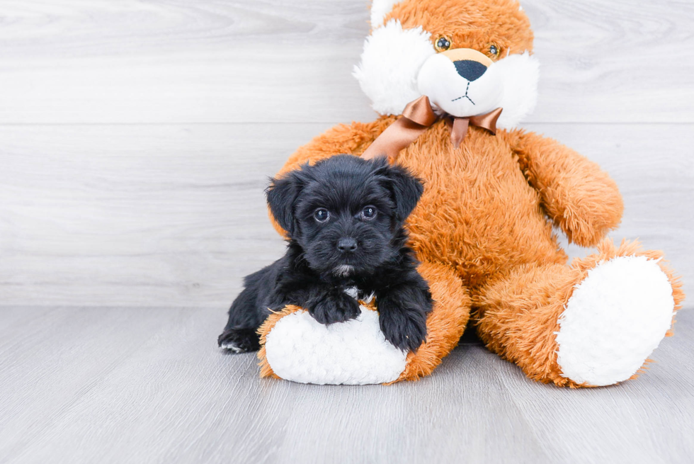 Smart Morkie Designer Pup