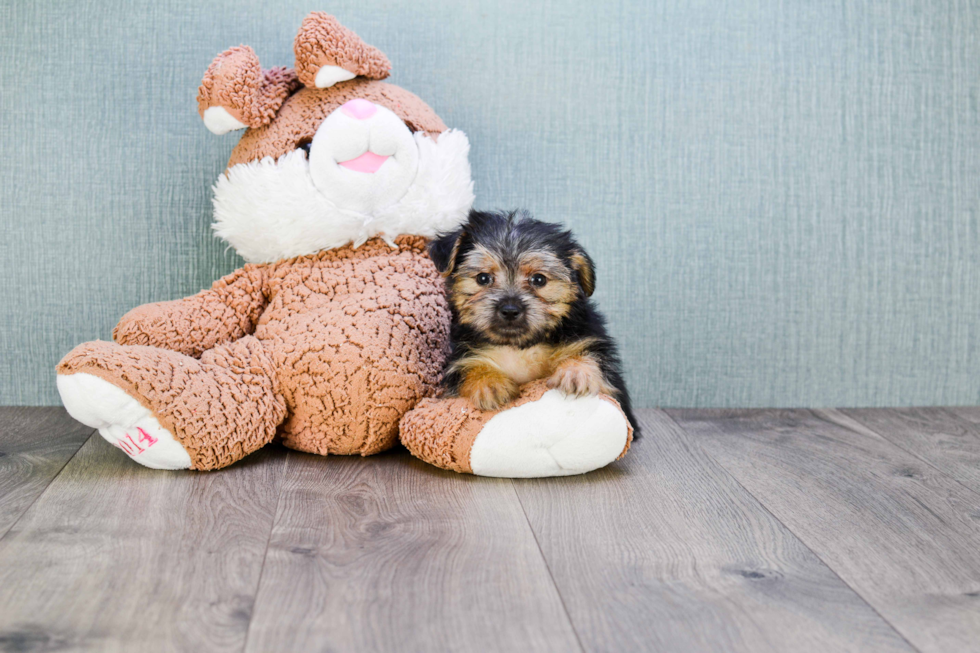 Fluffy Morkie Designer Pup