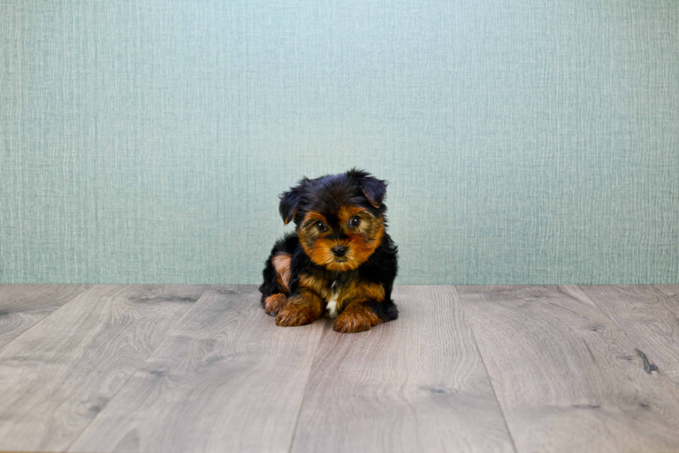 Meet Bella - our Yorkshire Terrier Puppy Photo 