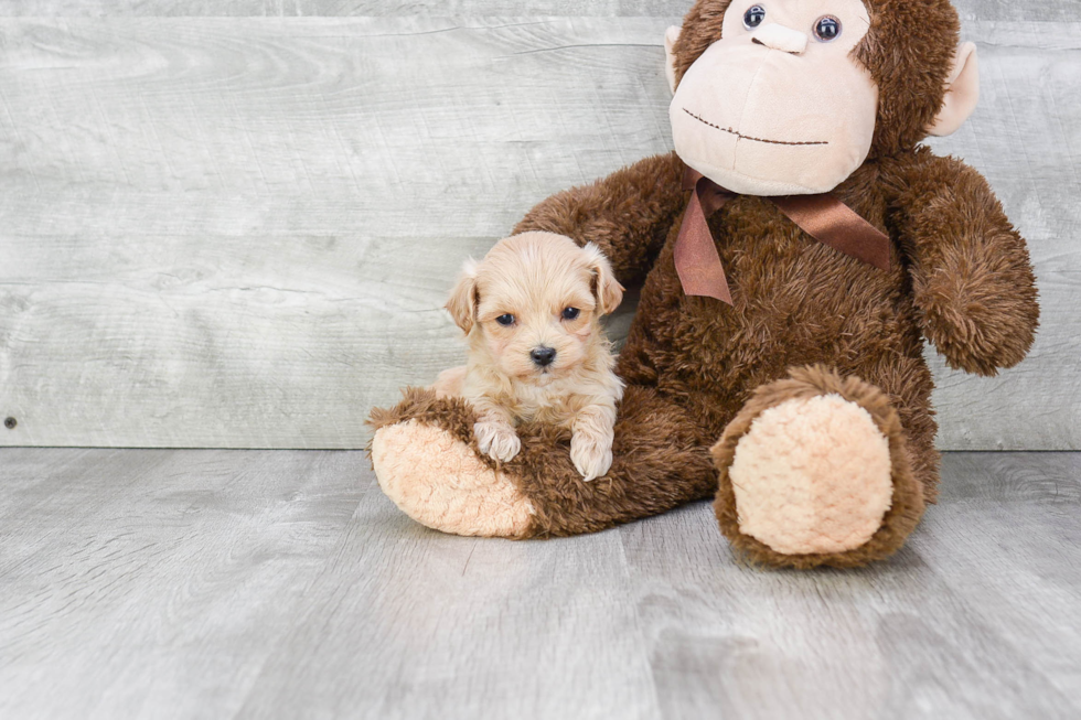 Hypoallergenic Maltese Poodle Poodle Mix Puppy