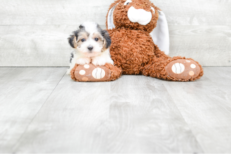 Morkie Puppy for Adoption