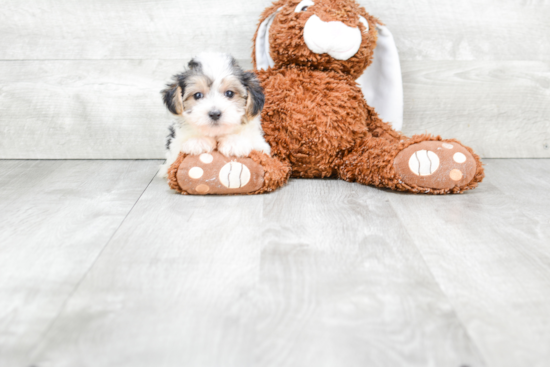 Morkie Puppy for Adoption