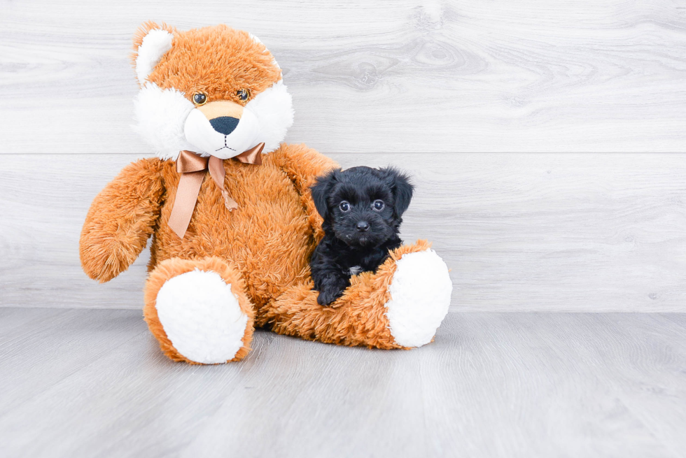 Morkie Puppy for Adoption