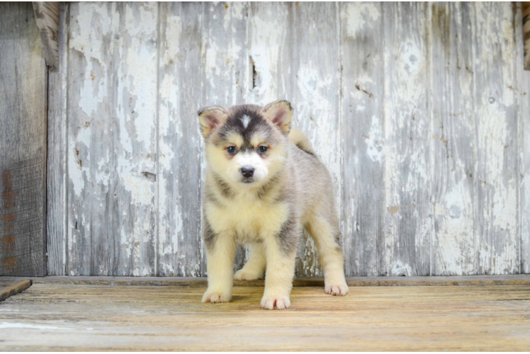Pomsky Puppy for Adoption