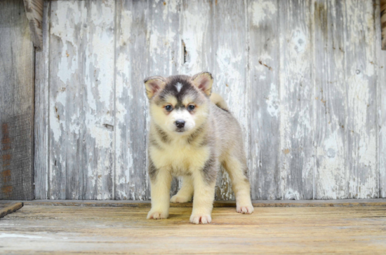 Pomsky Puppy for Adoption