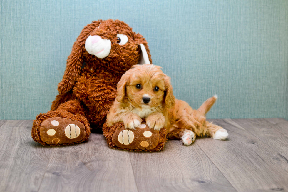Little Cavoodle Poodle Mix Puppy