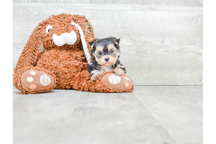 Friendly Morkie Baby