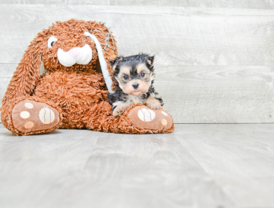 Friendly Morkie Baby