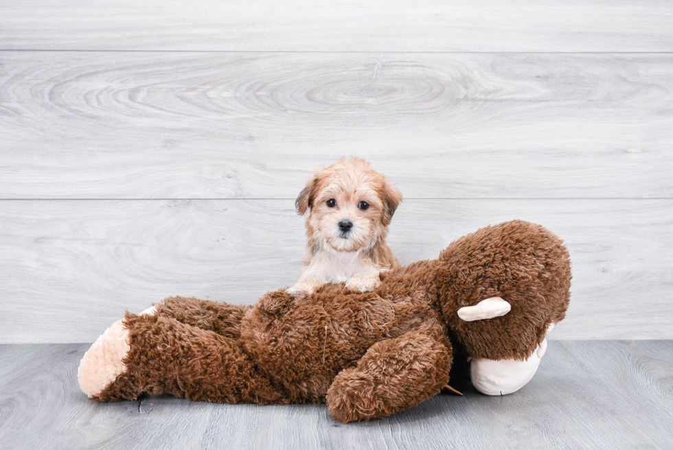 Morkie Pup Being Cute