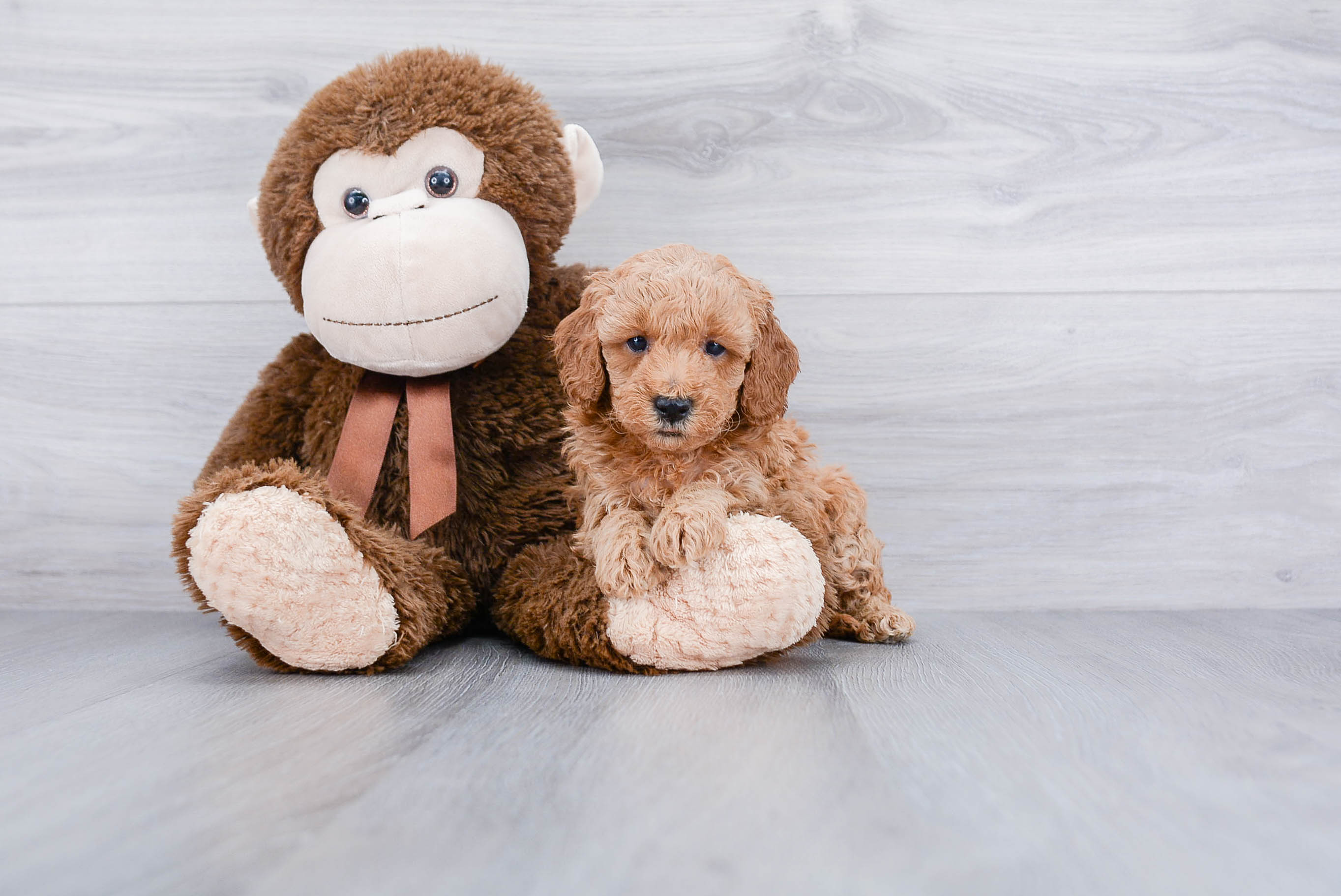 Mini Goldendoodle Puppy for Adoption