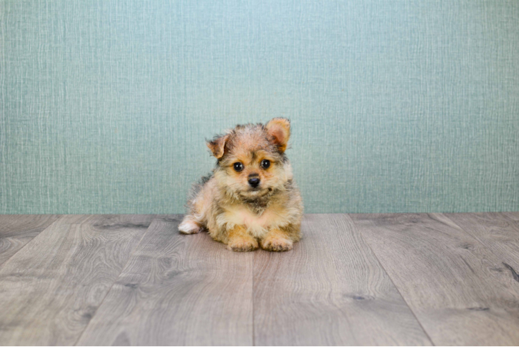 Yorkie Pom Pup Being Cute