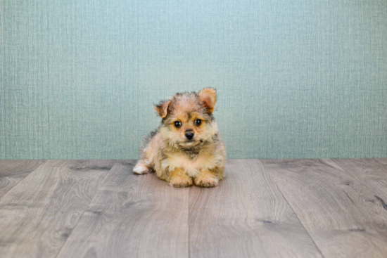 Yorkie Pom Pup Being Cute