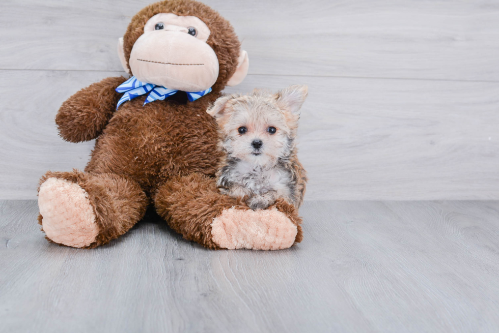 Small Morkie Baby