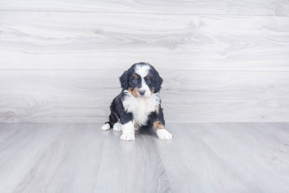 Mini Bernedoodle Pup Being Cute