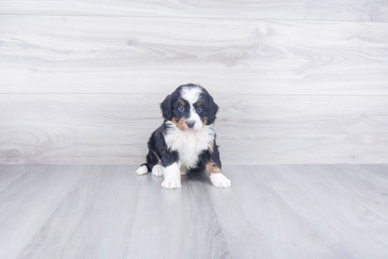 Mini Bernedoodle Pup Being Cute