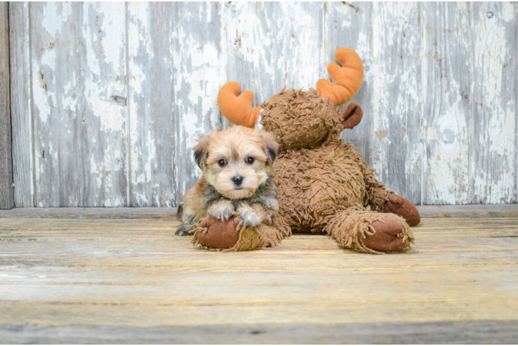 Morkie Puppy for Adoption