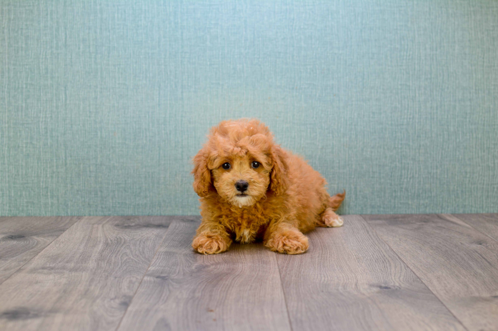 Mini Goldendoodle Pup Being Cute