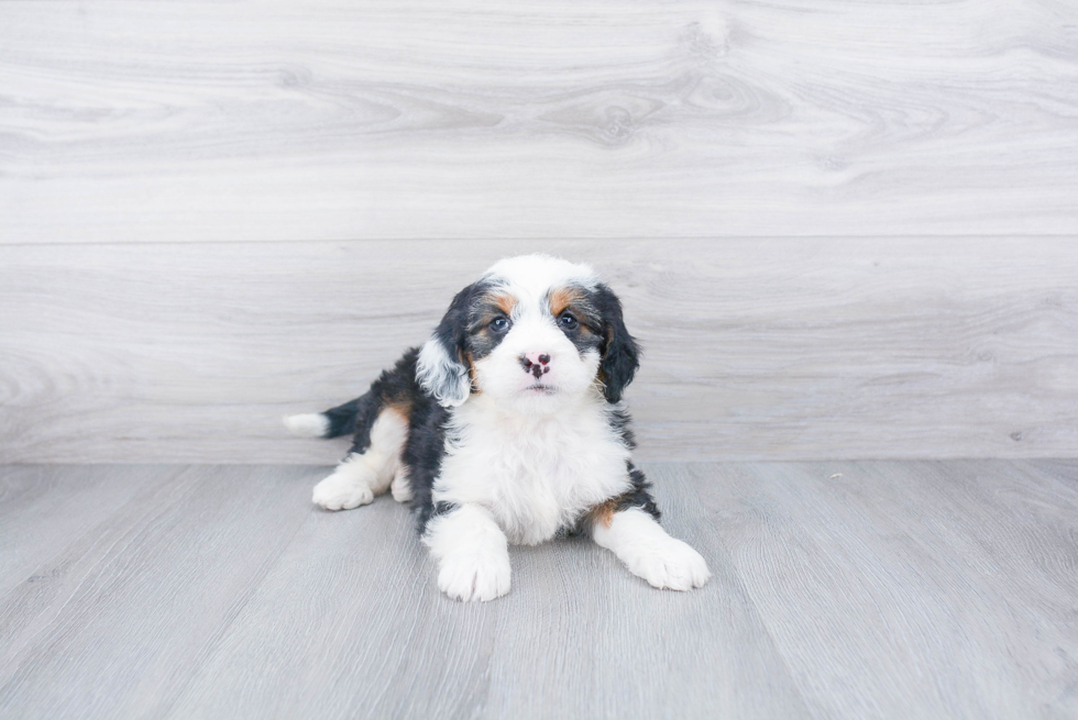 Mini Bernedoodle Puppy for Adoption