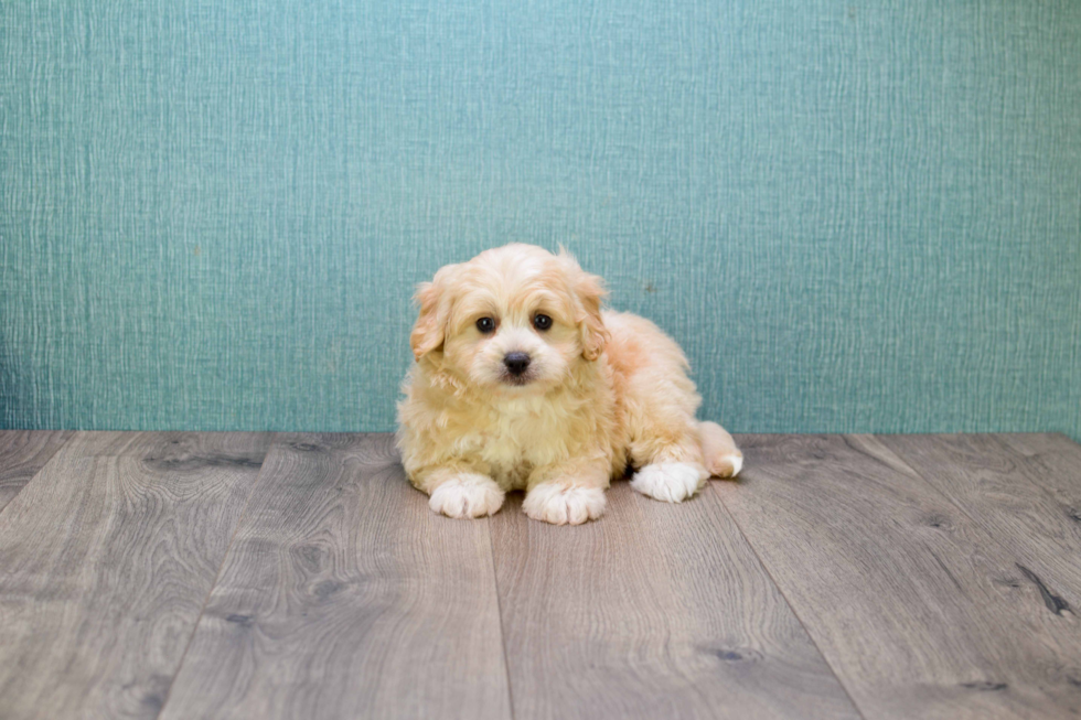 Happy Cavapoo Baby