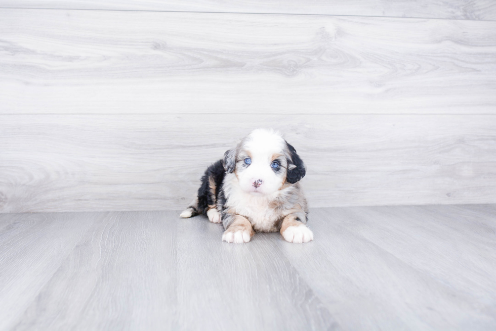 Little Mini Berniedoodle Poodle Mix Puppy