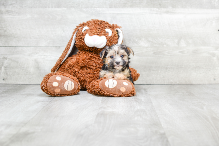 Best Morkie Baby