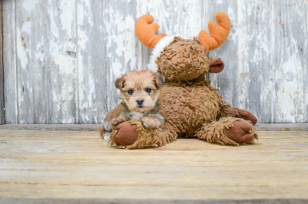 Sweet Morkie Baby