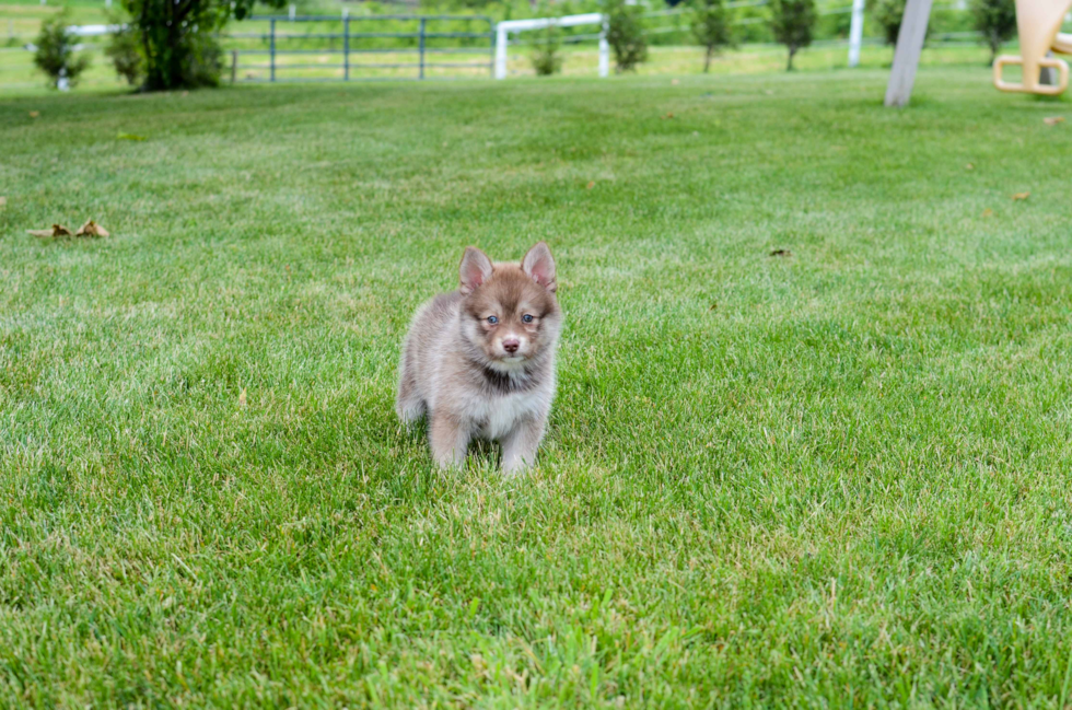 Best Pomsky Baby