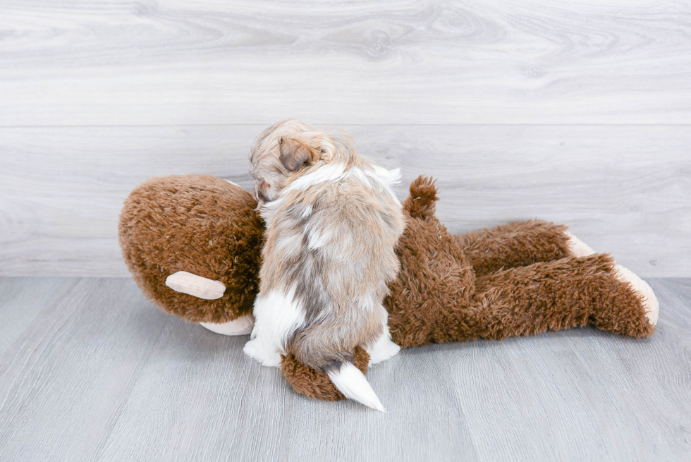 Havanese Pup Being Cute