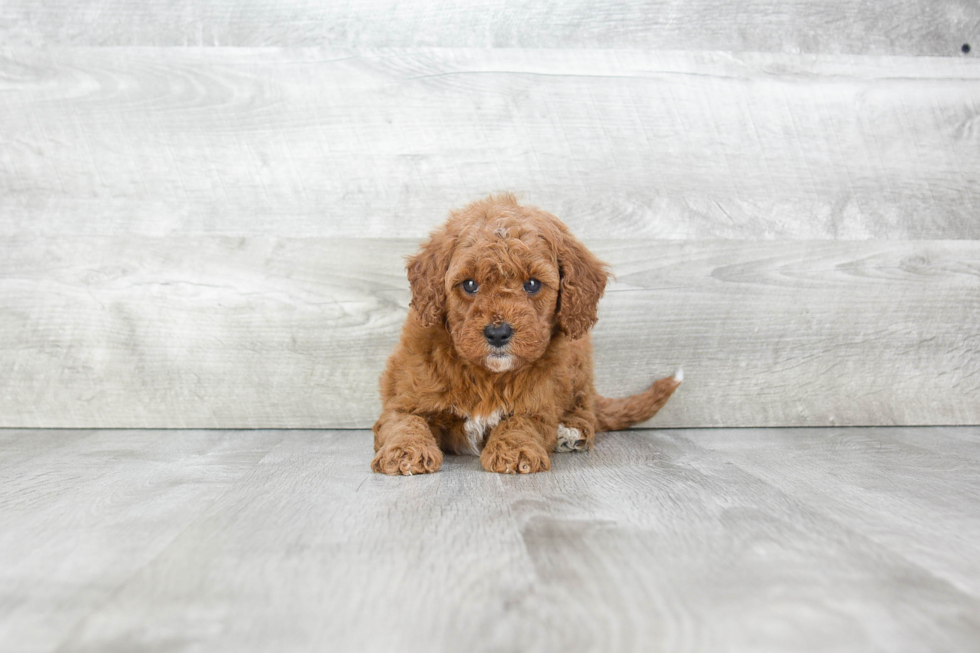 Petite Mini Goldendoodle Poodle Mix Pup