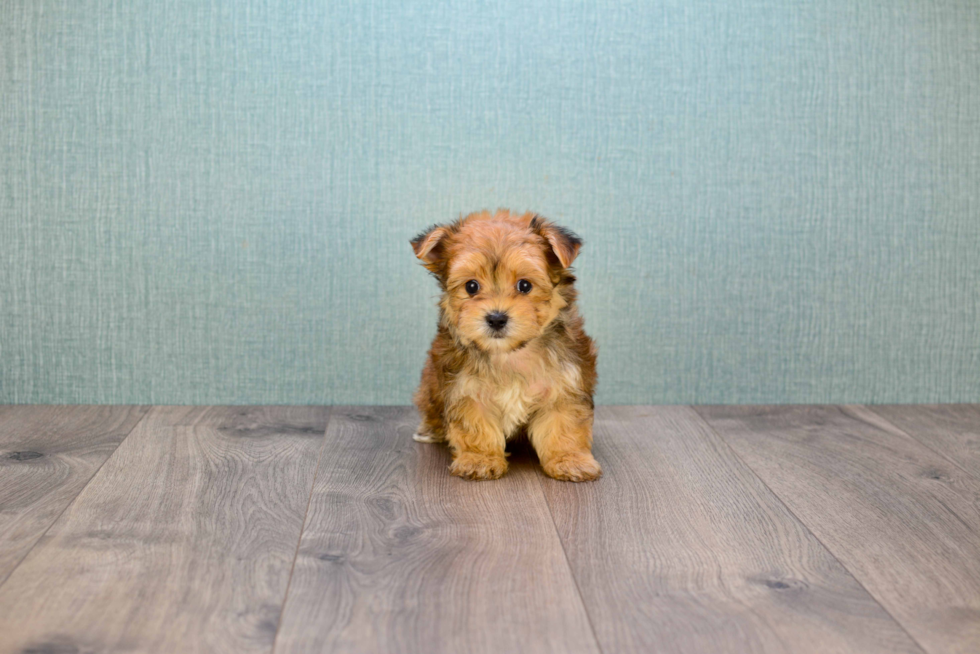 Energetic Yorkie Designer Puppy