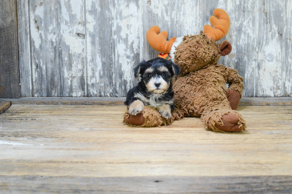 Fluffy Morkie Designer Pup