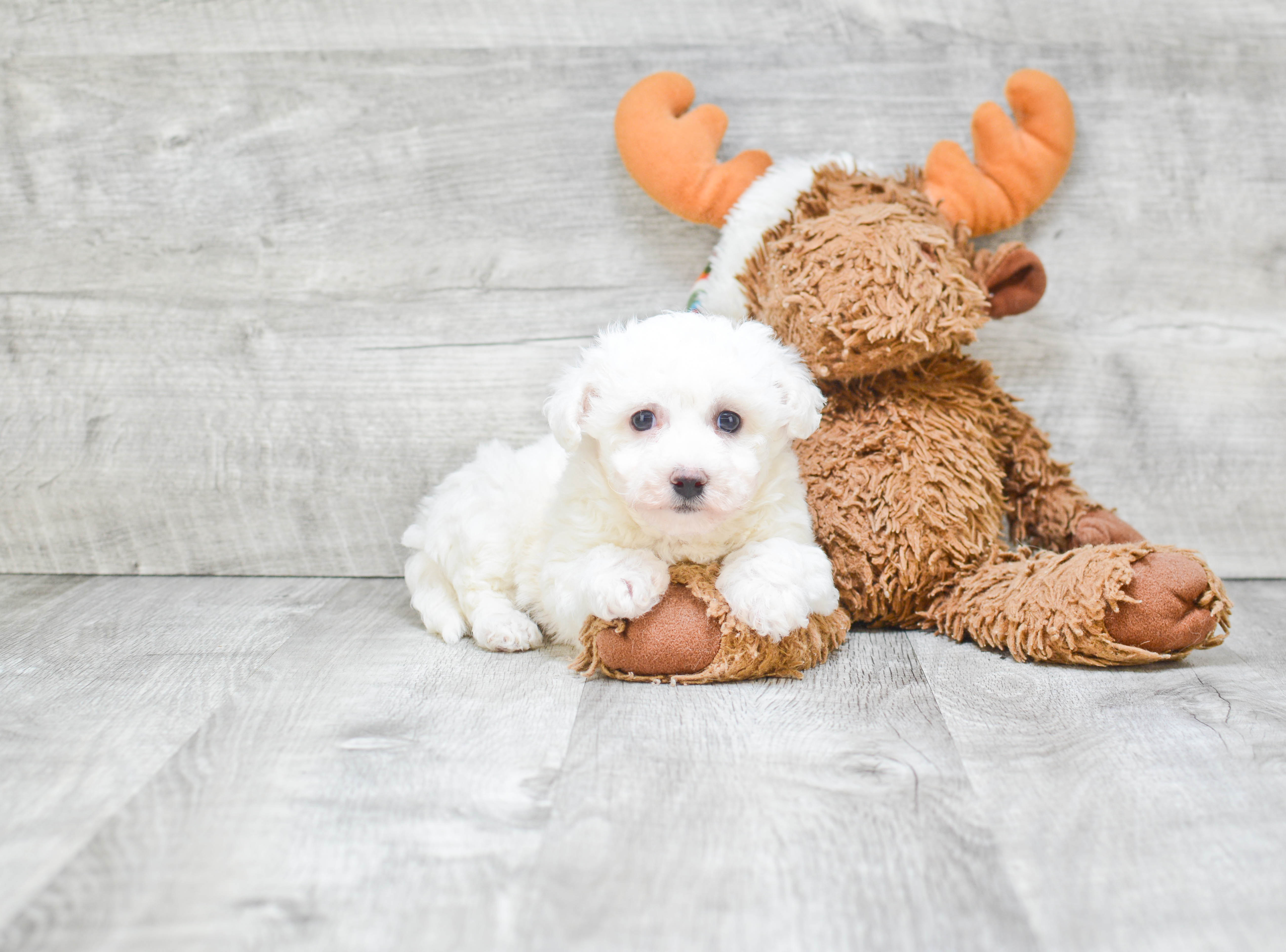 Bichon Frise Pup Being Cute