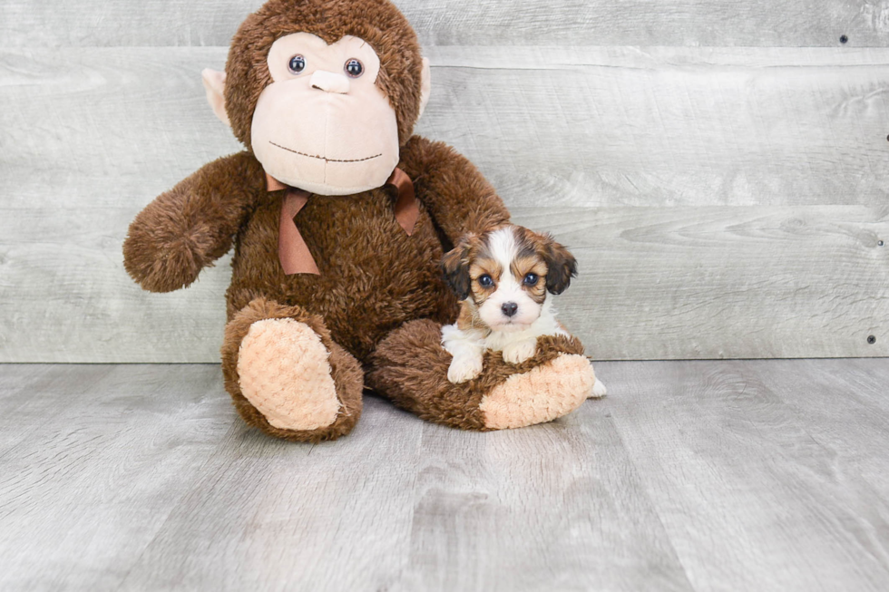 Happy Cavachon Baby